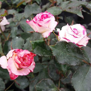Kármin - rózsaszín - virágágyi floribunda rózsa